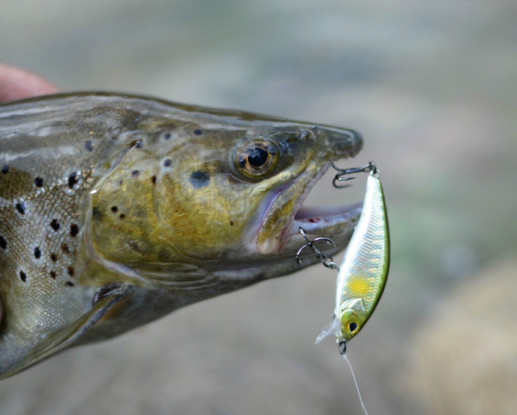 Pêche de la truite au leurre comment bien choisir sa couleur