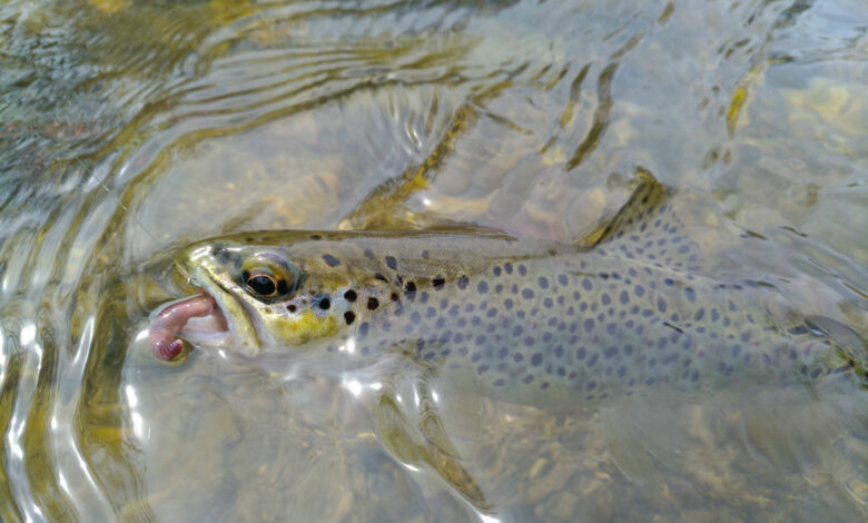 Pêche à la truite pour l'ouverture