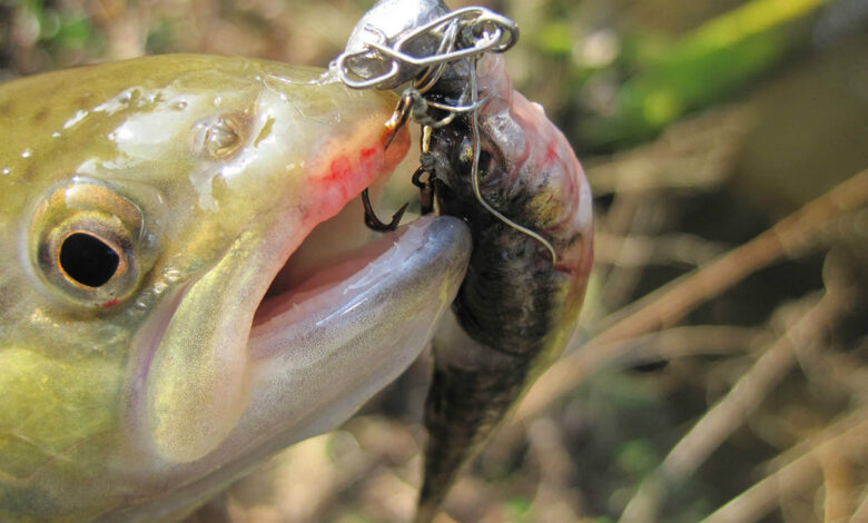 Pêche de la truite au vairon manié