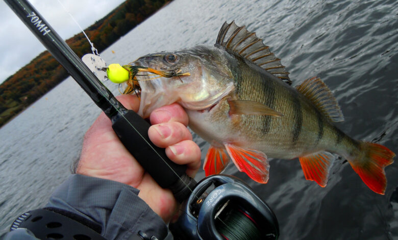 Pêche chatterbait carnassier brochet perche