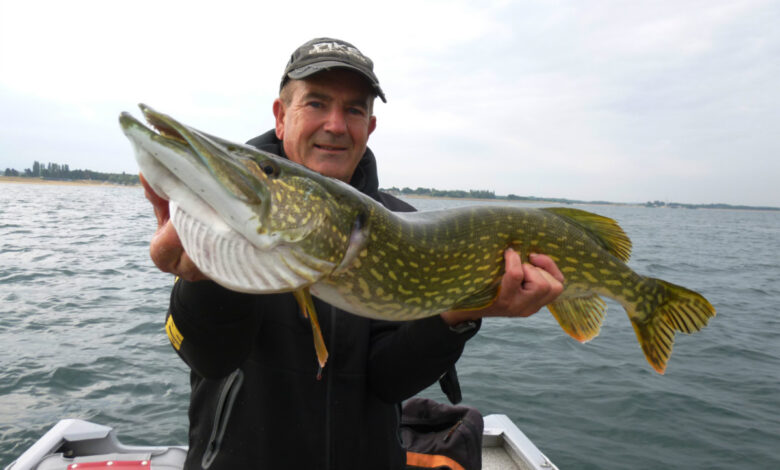 Pêche des carnassiers en linéaire au leurre