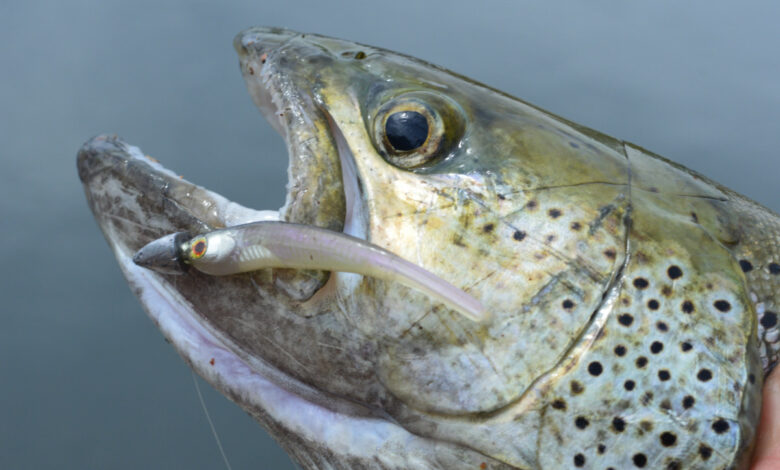 Pêche à la truite au leurre souple finesse