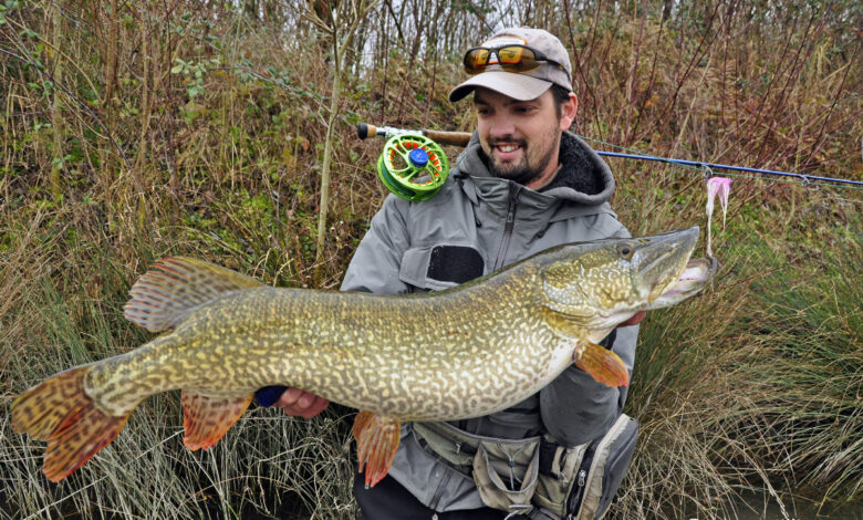 Brochet aquitain en France