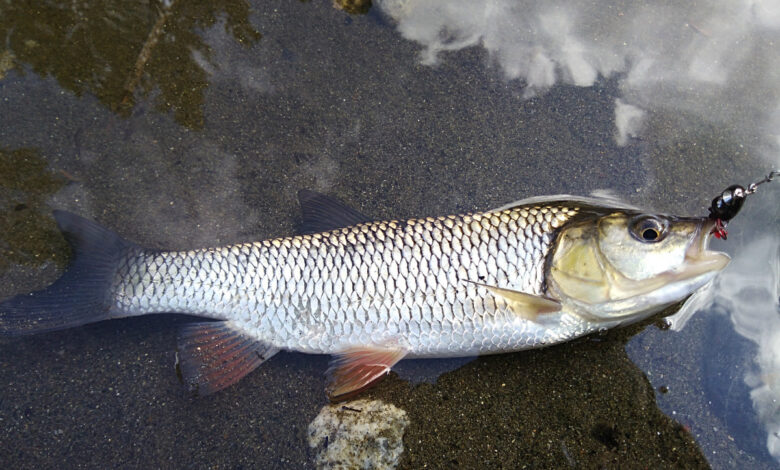 Pêche au lancer en France