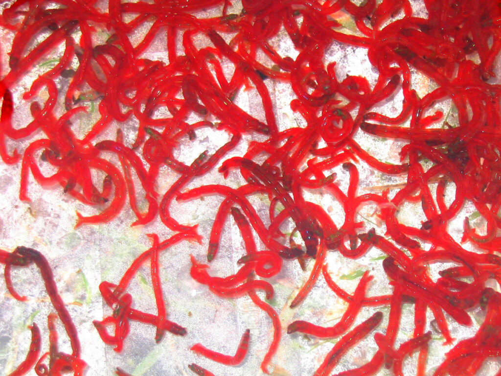 Le ver de vase un appât irrésistible pour les poissons Le ver de vase un appât irrésistible pour les poissons