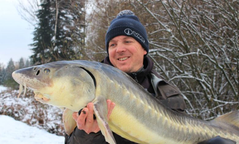 Pêche de l'esturgeon au feeder en hiver