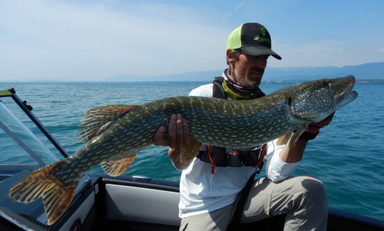 Taille des leurres pour la pêche du brochet