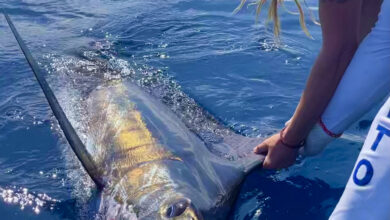 Marlin capturé par Babs Kijewski au Costa Rica