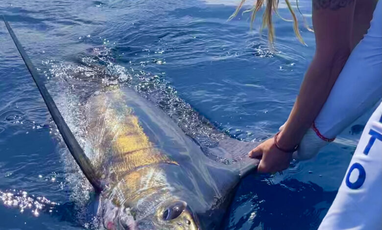 Marlin capturé par Babs Kijewski au Costa Rica