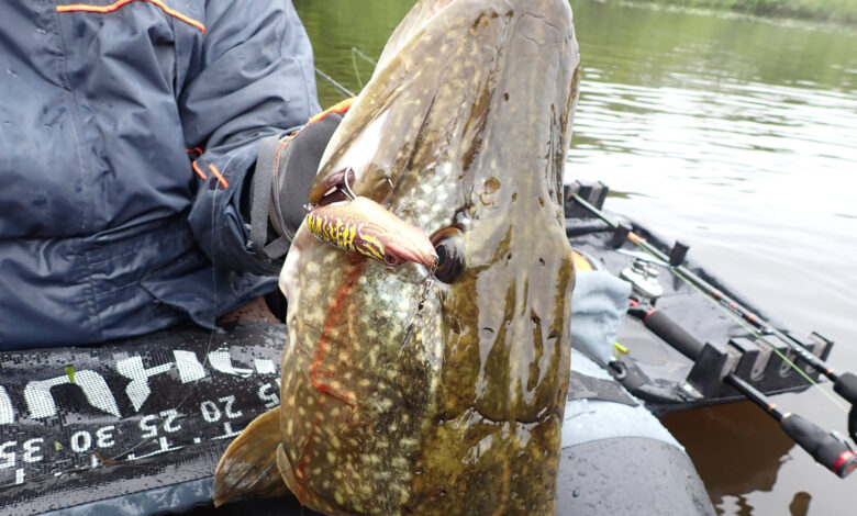 Pêche des carnassiers en surface au leurre topwater