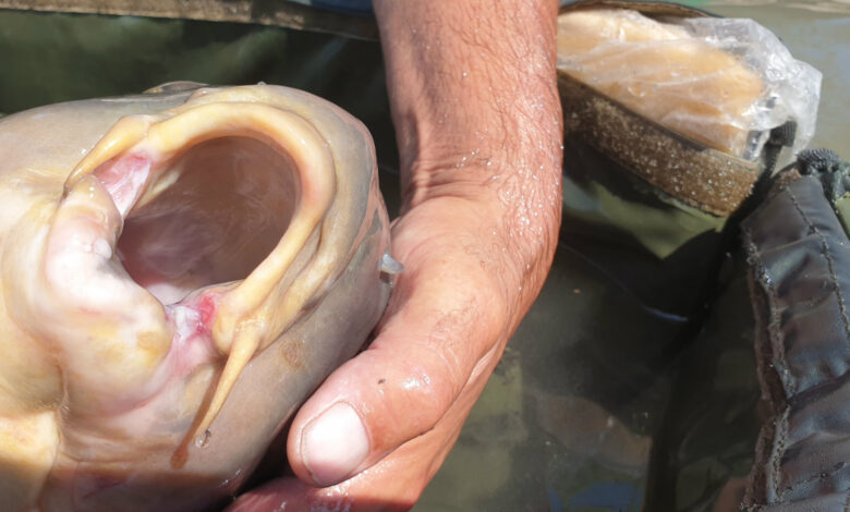 Limite éthique du nokill des pêcheurs de carpe