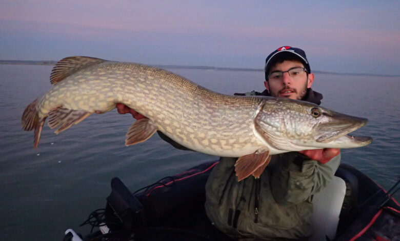 Pêche du brochet au leurre souple