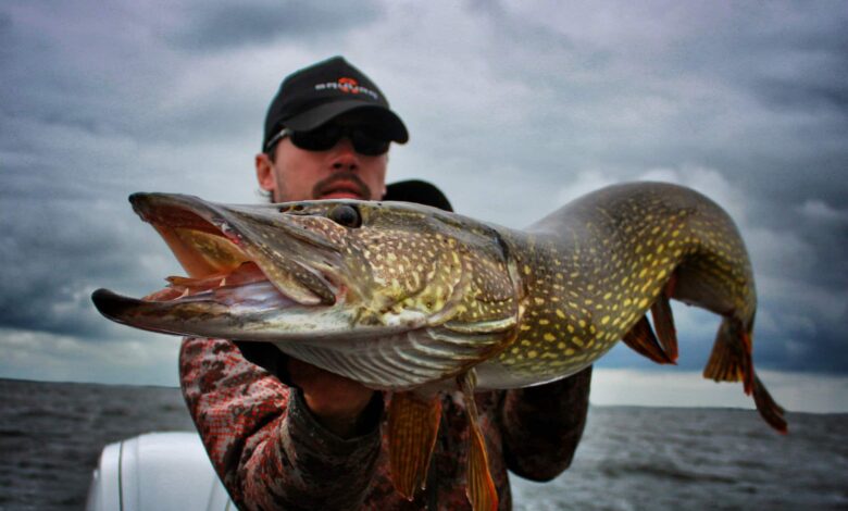 Sponsoring dans la pêche, les coulisses du pêcheur sponsorisé