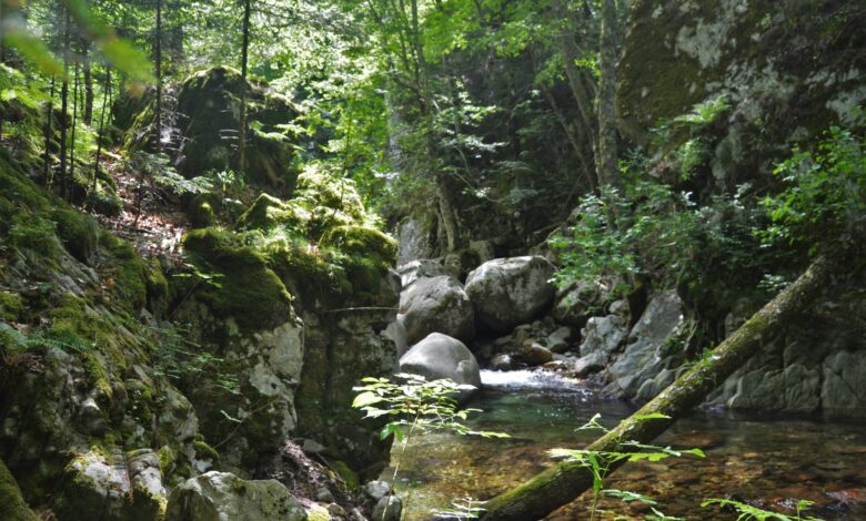 Pêche de la truite en ruisseau en été