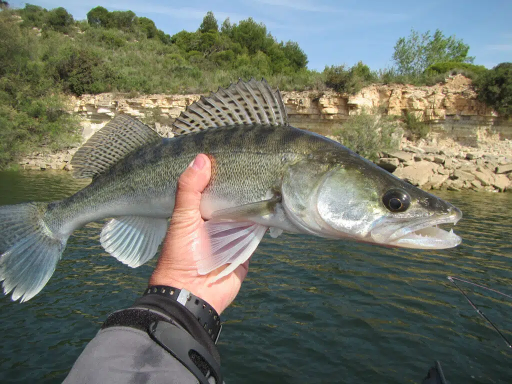 Voyage de pêche à Mequinenza pour le carnassier.