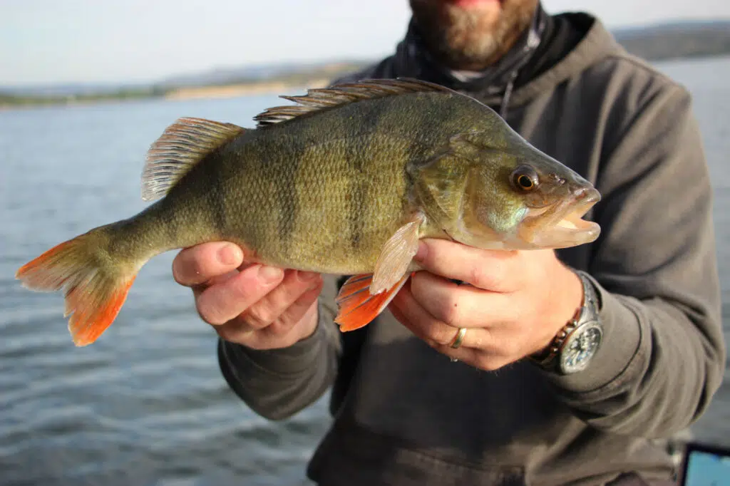 Voyage de pêche à Mequinenza pour le carnassier.