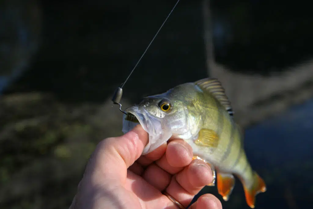 Micro Texas Rig pour la pêche en streetfishing