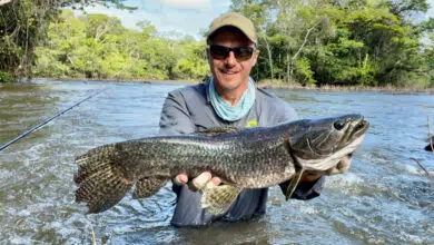 Pêche à la mouche en Guyane française