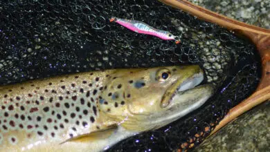 Pêche de la truite au casting jig