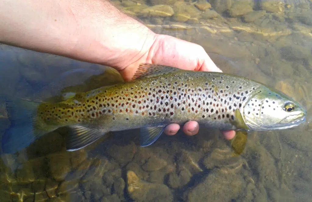 Préparer l'ouverture de la pêche à la truite.