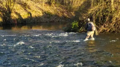 Préparer l'ouverture de la pêche à la truite.