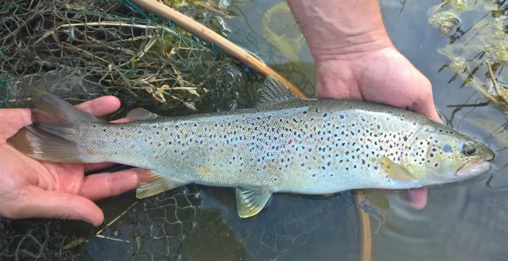 Préparer l'ouverture de la pêche à la truite.