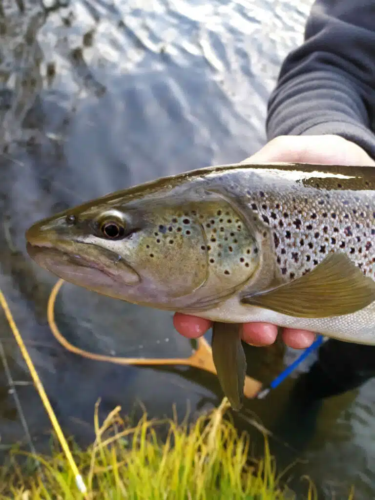 Préparer l'ouverture de la pêche à la truite.