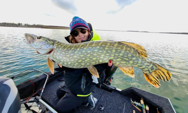 Pêche des carnassiers au leurre souple