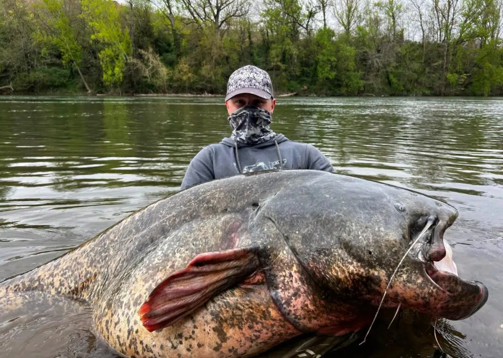 Silure record 279cm en France en 2025.