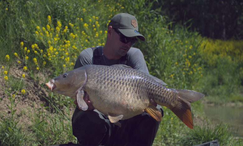 Montage carpe pour la pêche en rivière