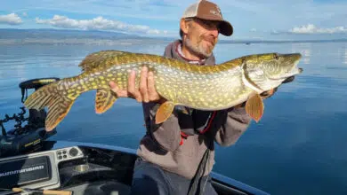 Pêche du brochet au printemps