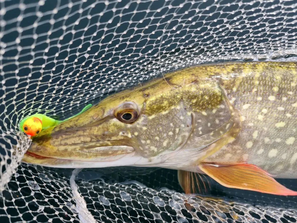 Pêche du brochet au printemps