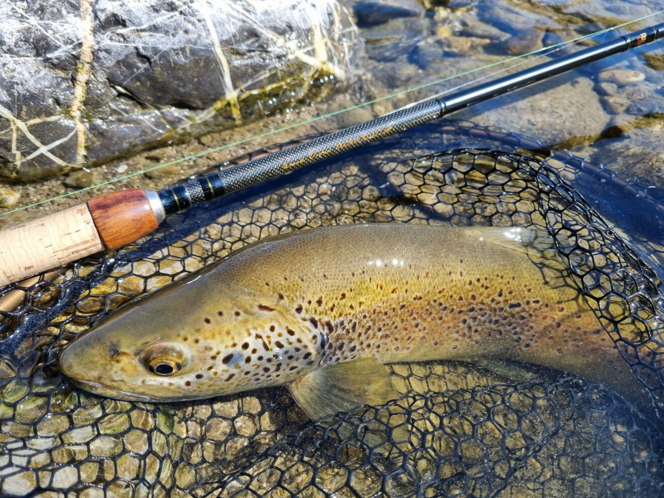 Pêche de la truite au toc appâts naturels et artificiels