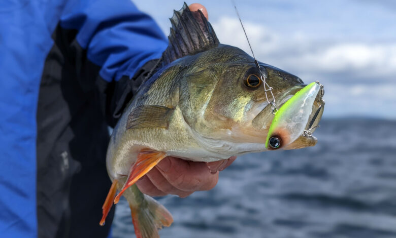 Choix du leurre pour la pêche des carnassiers