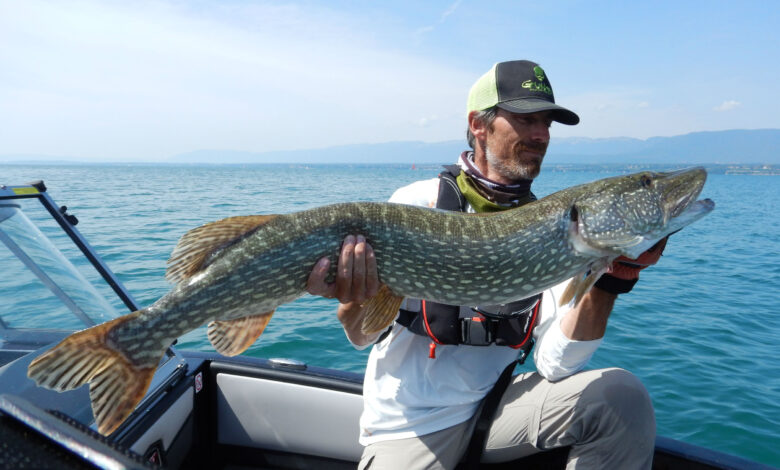 Pêche du brochet en été