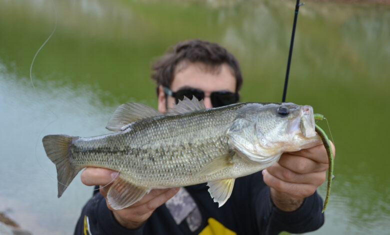 Pêche du black bass en finesse