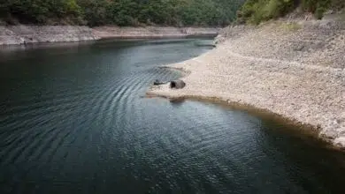 Pêche de la carpe et pression de pêche