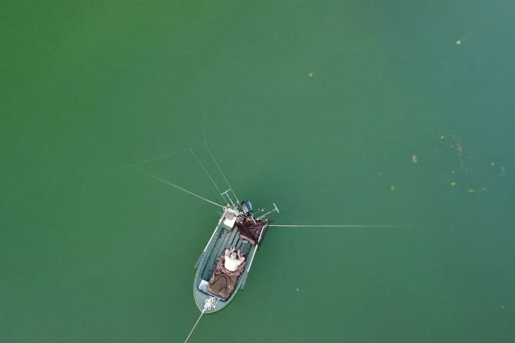 Pêche de la carpe et pression de pêche