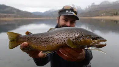 Pêche de la truite au leurre avec la technique de l'ascenseur