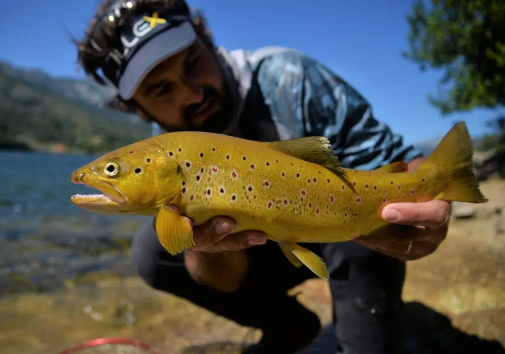 Pêche de la truite au leurre avec la technique de l'ascenseur