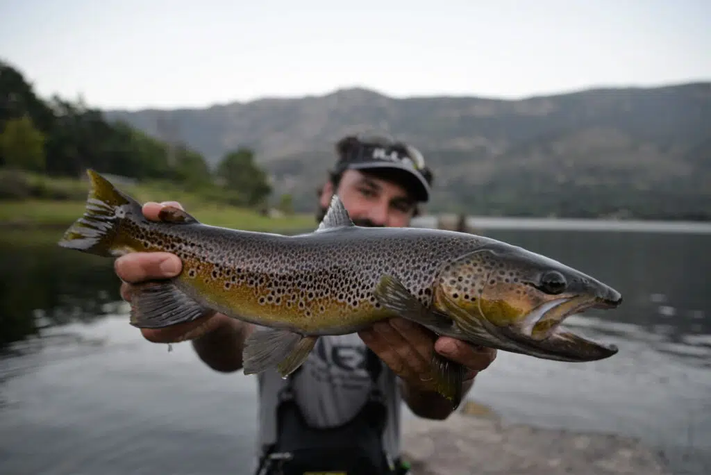 Pêche de la truite au leurre avec la technique de l'ascenseur