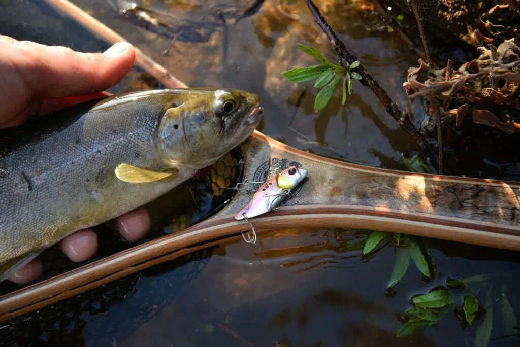 Pêche de la truite au leurre avec la technique de l'ascenseur