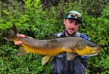 Pêche de la truite aux leurres en grande rivière