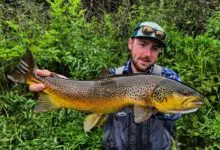 Pêche de la truite aux leurres en grande rivière