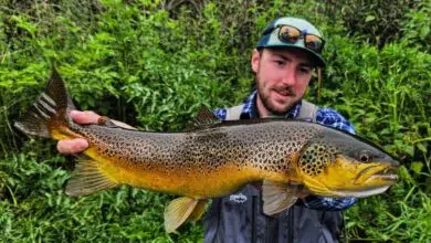 Pêche de la truite aux leurres en grande rivière