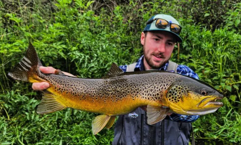 Pêche de la truite aux leurres en grande rivière