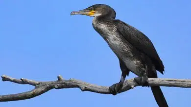 Cormoran