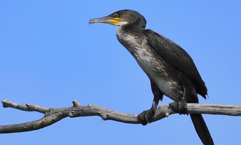 Victoire pour la Pêche : Reprise de la Régulation du Grand Cormoran 70 Cormoran