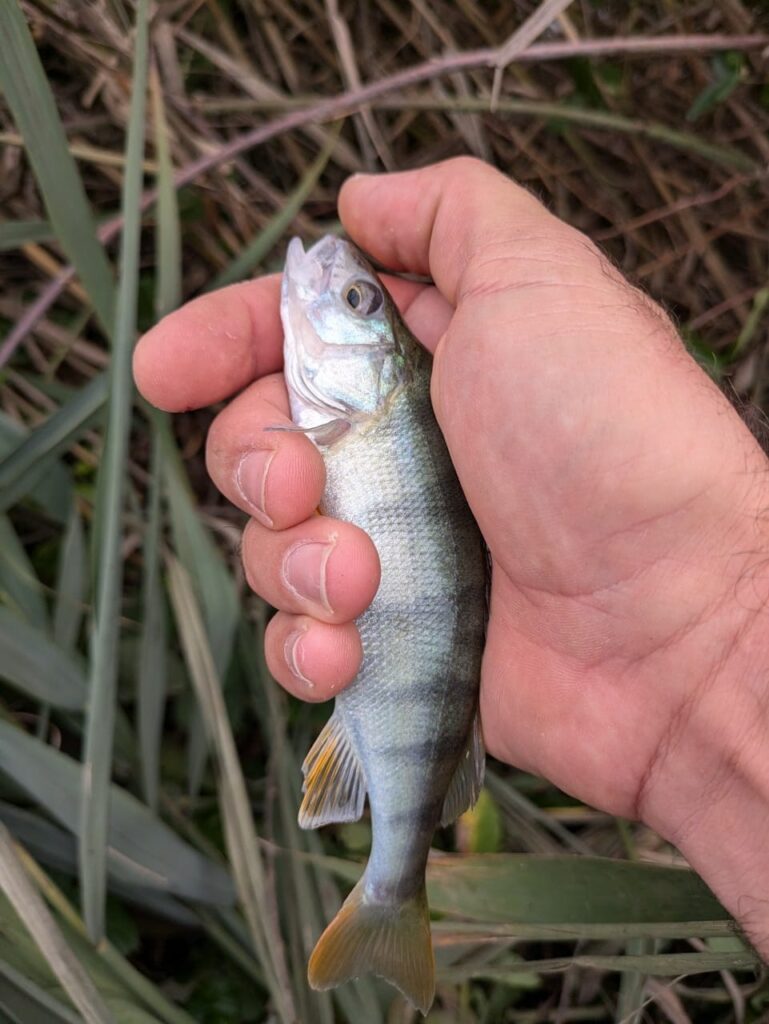 Une perche du préfishing du deuxième jour sur le secteur A