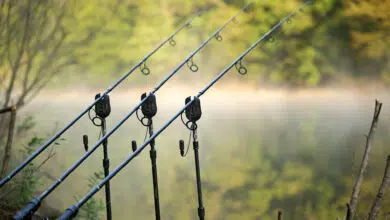 Canne à pêche pour la carpe